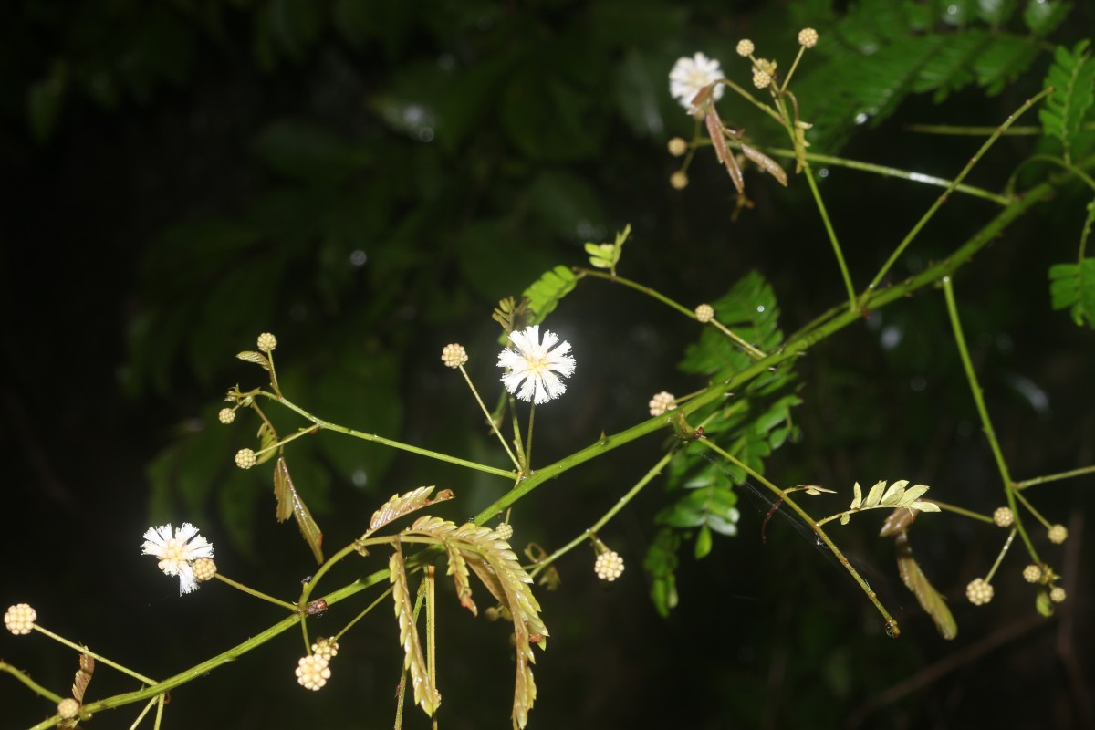 Senegalia caesia (L.) Maslin, Seigler & Ebinger